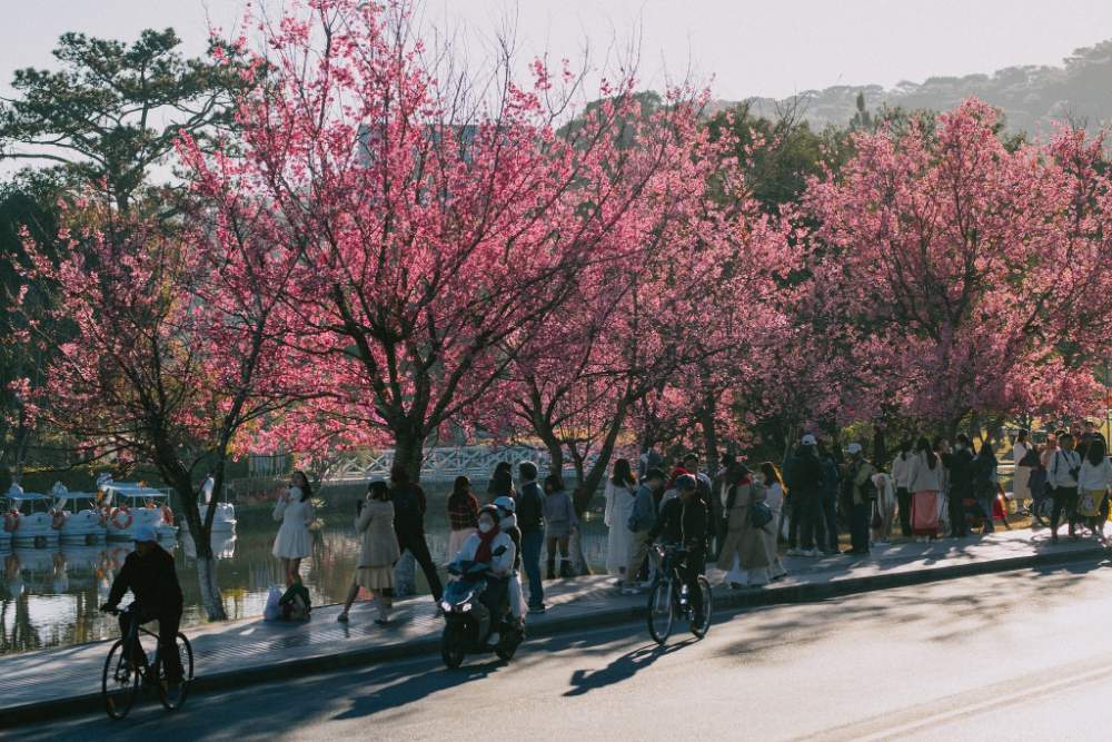 דאלאת למטייל